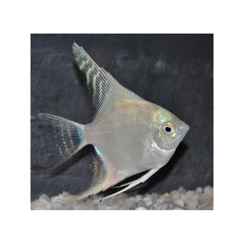 Pterophyllum-Scalaires platine 8-10 cm 24,50 €