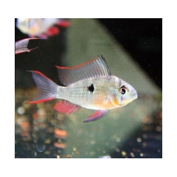 Mikrogeophagus altispinosus 7,50 €