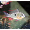 Mikrogeophagus altispinosus 7,50 €