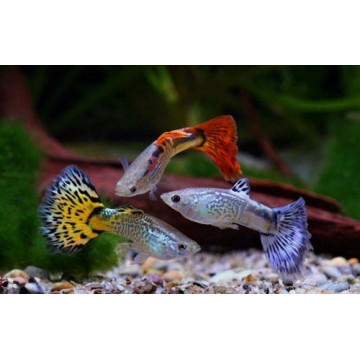 Guppys Mâles assortis lot de 10 + 2 offerts