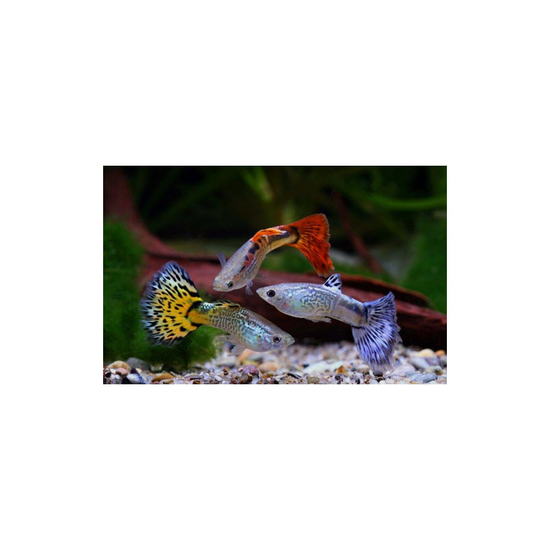 Guppys Mâles assortis lot de 10 + 2 offerts