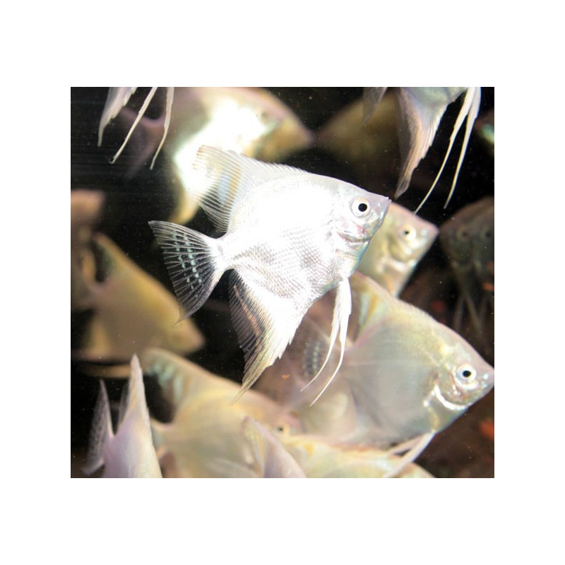 Pterophyllum-Scalaires Platine 5-6cm le lot de 2 16,50 €