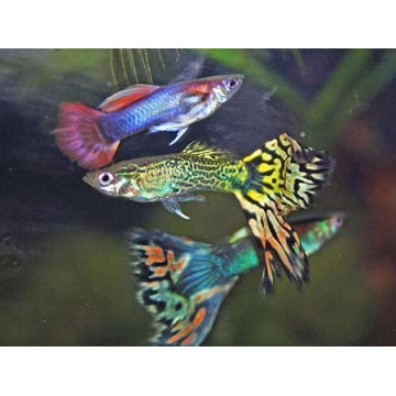 Guppys mâles assortis lot de 20 + 2 offerts