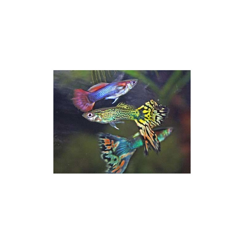 Guppys mâles assortis lot de 20 + 4 offerts 35,90 €