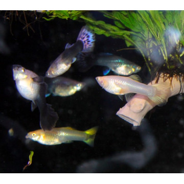 Guppys femelles (Poecillia reticulata) lot de 10 (4-5cm) 19,90 €