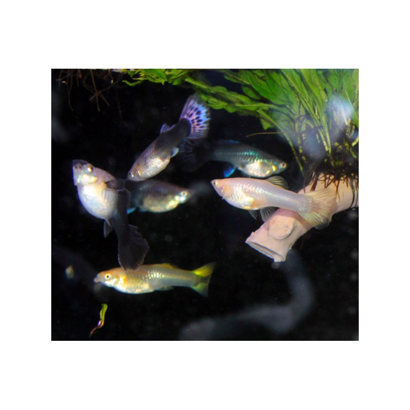 Guppys femelles taille M lot de 10+2 offertes pour 18.50€