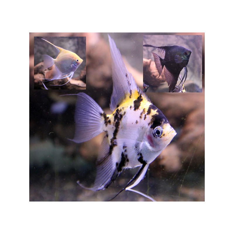 Pterophyllum Scalaire assortis 2,5-3 cm lot de 2 8,50 €