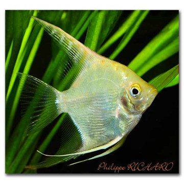 Pterophyllum Scalaires dorés 8-9 cm 24,50 €