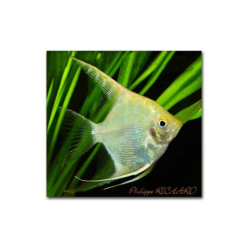 Pterophyllum Scalaires dorés 8-9 cm 24,50 €