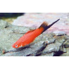 Xipho Xiphophorus helleri Wagtail 4-5cm 3,50 €