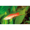 Xipho Xiphophorus helleri néon 4-5cm 3,50 €