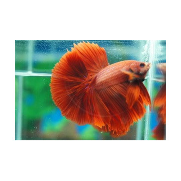 Betta mâle Halfmoon super rouge (Les patrons de coloration peuvent varier)