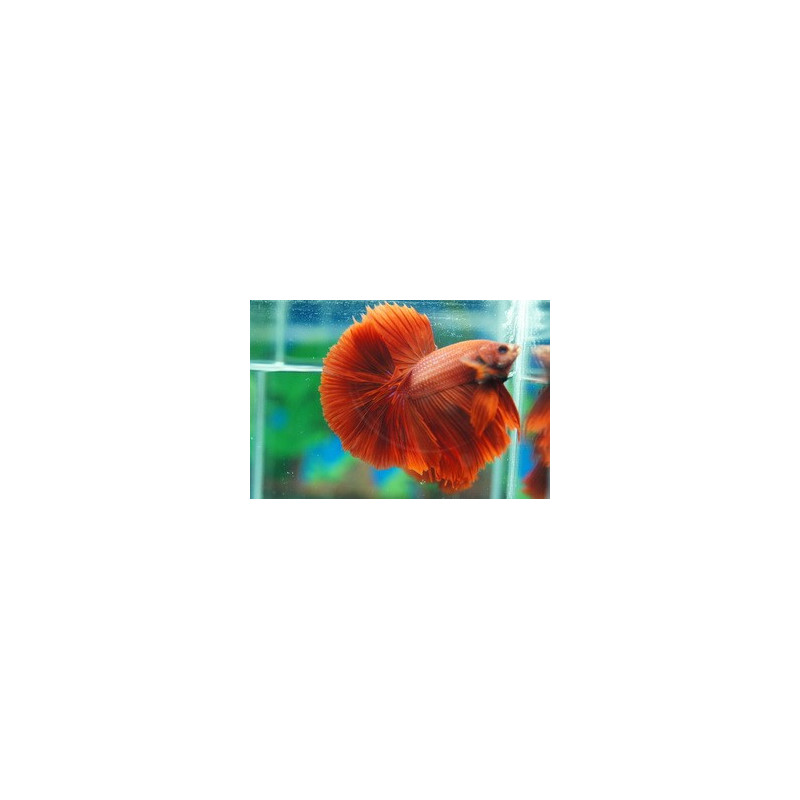 Betta mâle Halfmoon super rouge (Les patrons de coloration peuvent ...