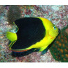 Holacanthus Tricolor : 12 cm  207,00 €