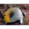 Chaetodon auriga : 7 à 10 cm  57,50 €