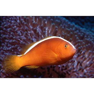 Amphiprion Akallopisos : 3 à 5 cm  13,50 €