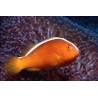 Amphiprion Akallopisos : 3 à 5 cm  13,50 €