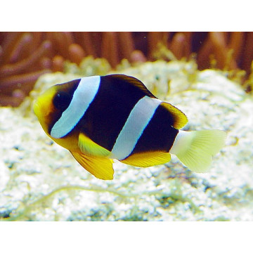 Amphiprion Clarkii : 2 à 3 cm 