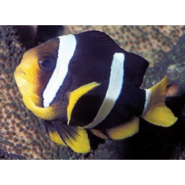 Amphiprion Clarkii : 4-6 cm