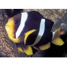 Amphiprion Clarkii : 4-6 cm