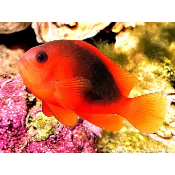 Amphiprion Ephippium 3-4 cm   