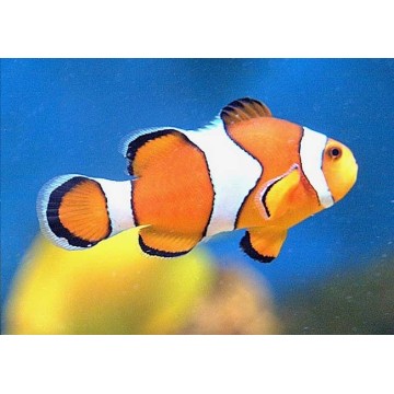 Amphiprion Ocellaris 1.5-2.5 cm  (lot de 2)