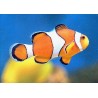 Amphiprion Ocellaris 1.5-2.5 cm  (lot de 2)