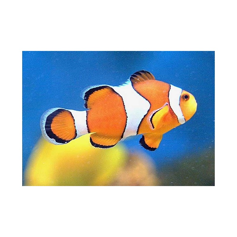 Amphiprion Ocellaris 4-5 cm 