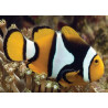 Amphiprion Percula : 3-4 cm élevage 19,90 €