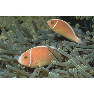 Amphiprion Perideraion : 3 à 4 cm  17,90 €