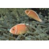 Amphiprion Perideraion : 3 à 4 cm  17,90 €