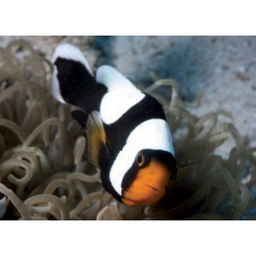 Amphiprion Polymnus : 2.5 à 4 cm 