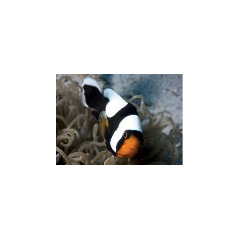 Amphiprion Polymnus : 2.5 à 4 cm 