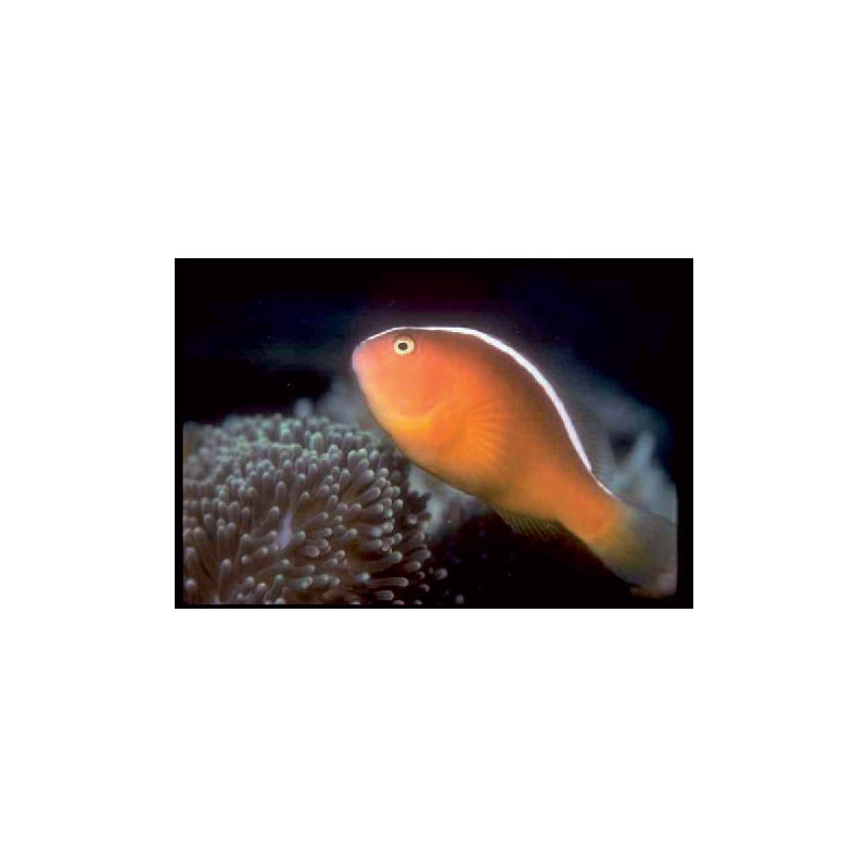 Amphiprion Sandaracinos élevage 3 à 4 cm  14,90 €