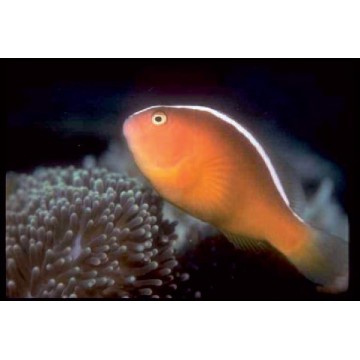 Amphiprion Sandaracinos : 4 à 6 cm  22,00 €