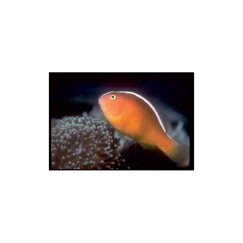 Amphiprion Sandaracinos : 4 à 6 cm  22,00 €