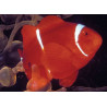 Premnas Biaculeatus 4-6 cm  24,90 €