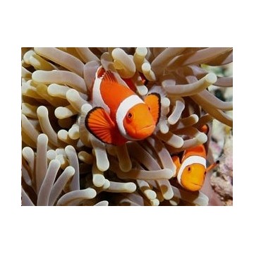 Anemone heteractis crispa blanchatre ! + 2 amphiprion ocellaris d'elevage 2-3 cm