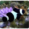 Amphiprion Ocellaris "black" 4-5 cm