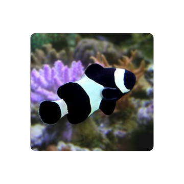 Amphiprion Ocellaris "Black" 4-5 cm (lot de 2)