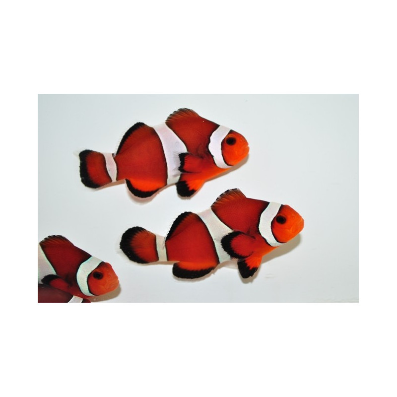 Amphiprion Ocellaris Mocha 3-4 cm 31,50 €