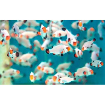 Amphiprion Ocellaris White 4-6 cm 39,90 €