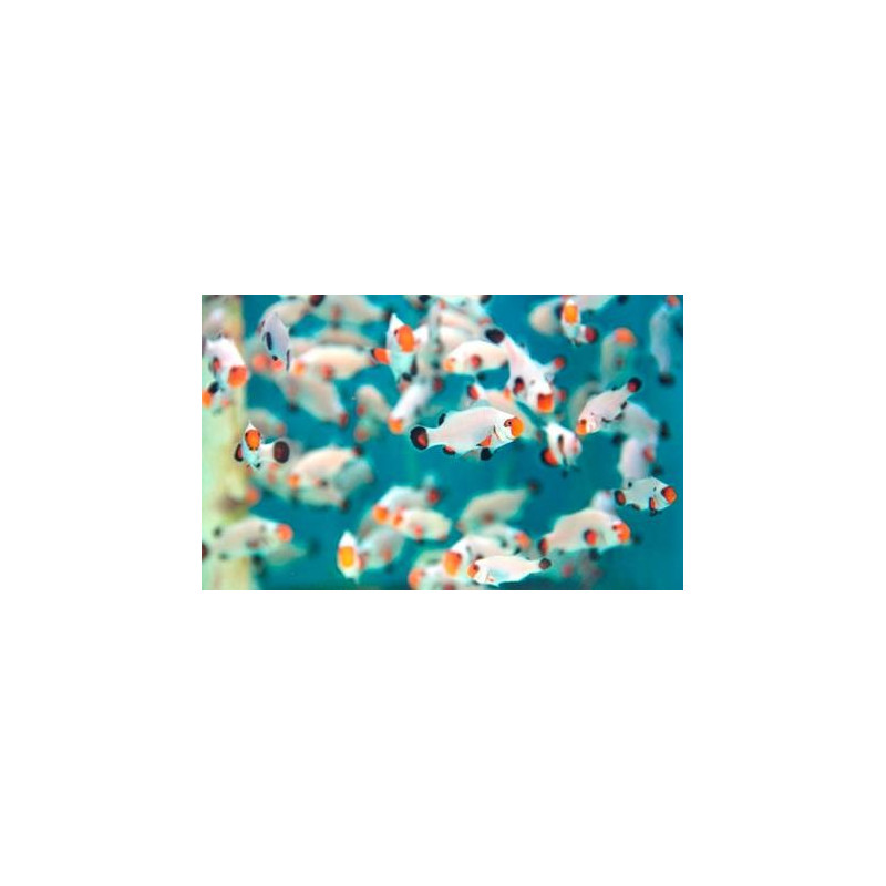 Amphiprion Ocellaris White 4-6 cm 39,90 €