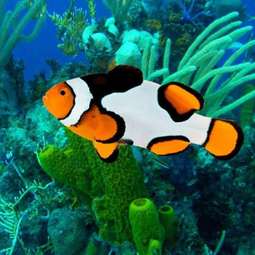 Amphiprion Percula \\"Picasso Premium\\" 2-3 cm 54,50 €