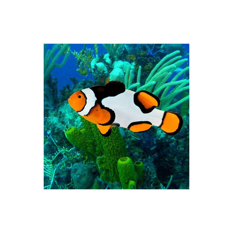 Amphiprion Percula \\"Picasso Premium\\" 2-3 cm 54,50 €