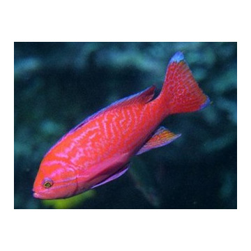 Pseudanthias Bimaculatus mâle : 7-10 cm  69,90 €