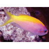 Pseudanthias evansi femelle* : 3-5 cm  39,90 €