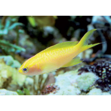 Pseudanthias parvirostris femelle* : 4 à 6 cm  26,90 €