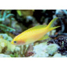 Pseudanthias parvirostris femelle* : 4 à 6 cm  