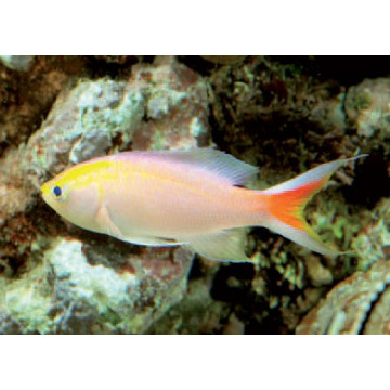 Pseudanthias parvirostris mâle* : 4 à 6 cm  